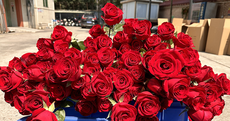 致最美的你！2024年三八婦女節如約而至，雅香麗懷揣著無比的敬意與期待，熱烈慶祝這個專屬于女性朋友們的盛大節日！